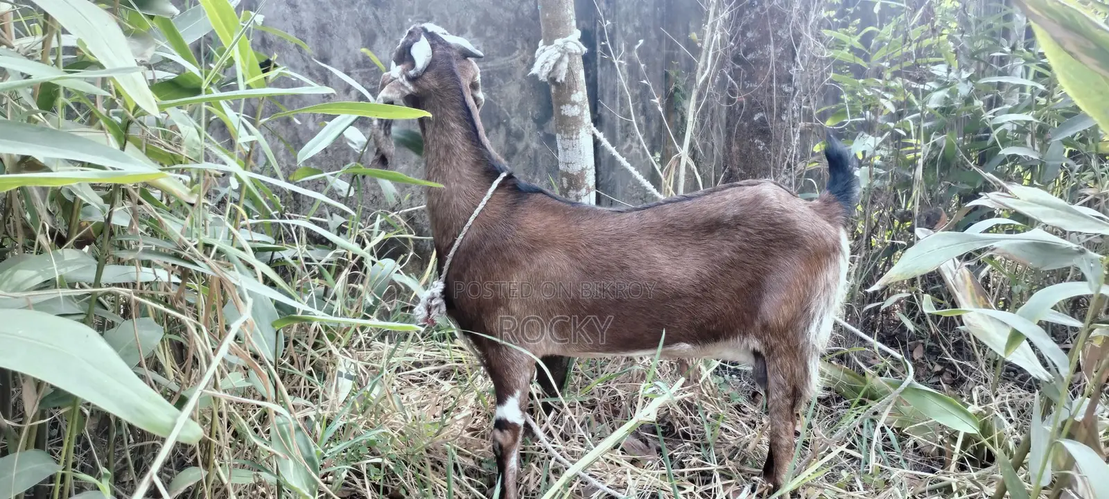 Good Breed Goat