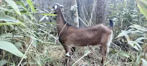 Good Breed Goat