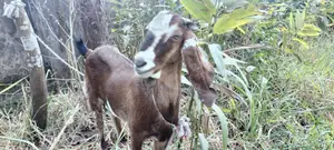 Good Breed Goat