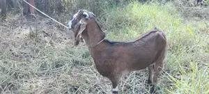Good Breed Goat
