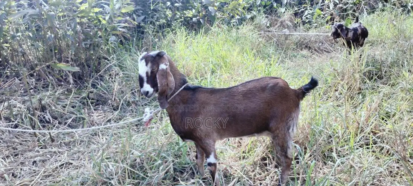 Good Breed Goat