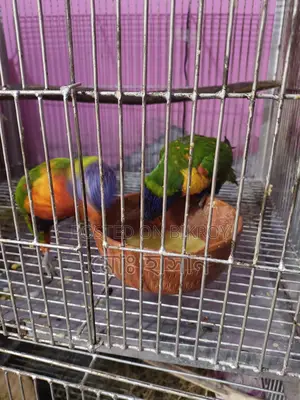 Rainbow Lory