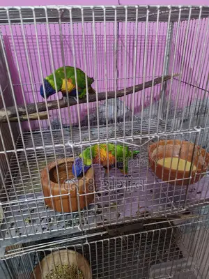 Rainbow Lory