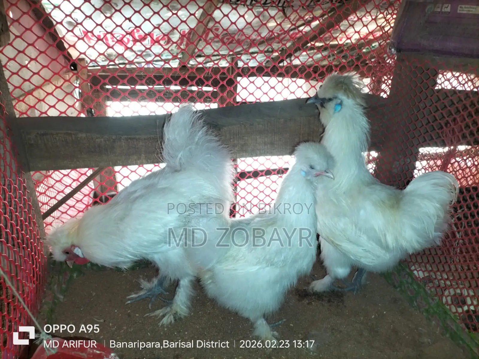 Egg-laying Silkie Chicken