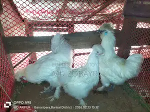 Egg-laying Silkie Chicken