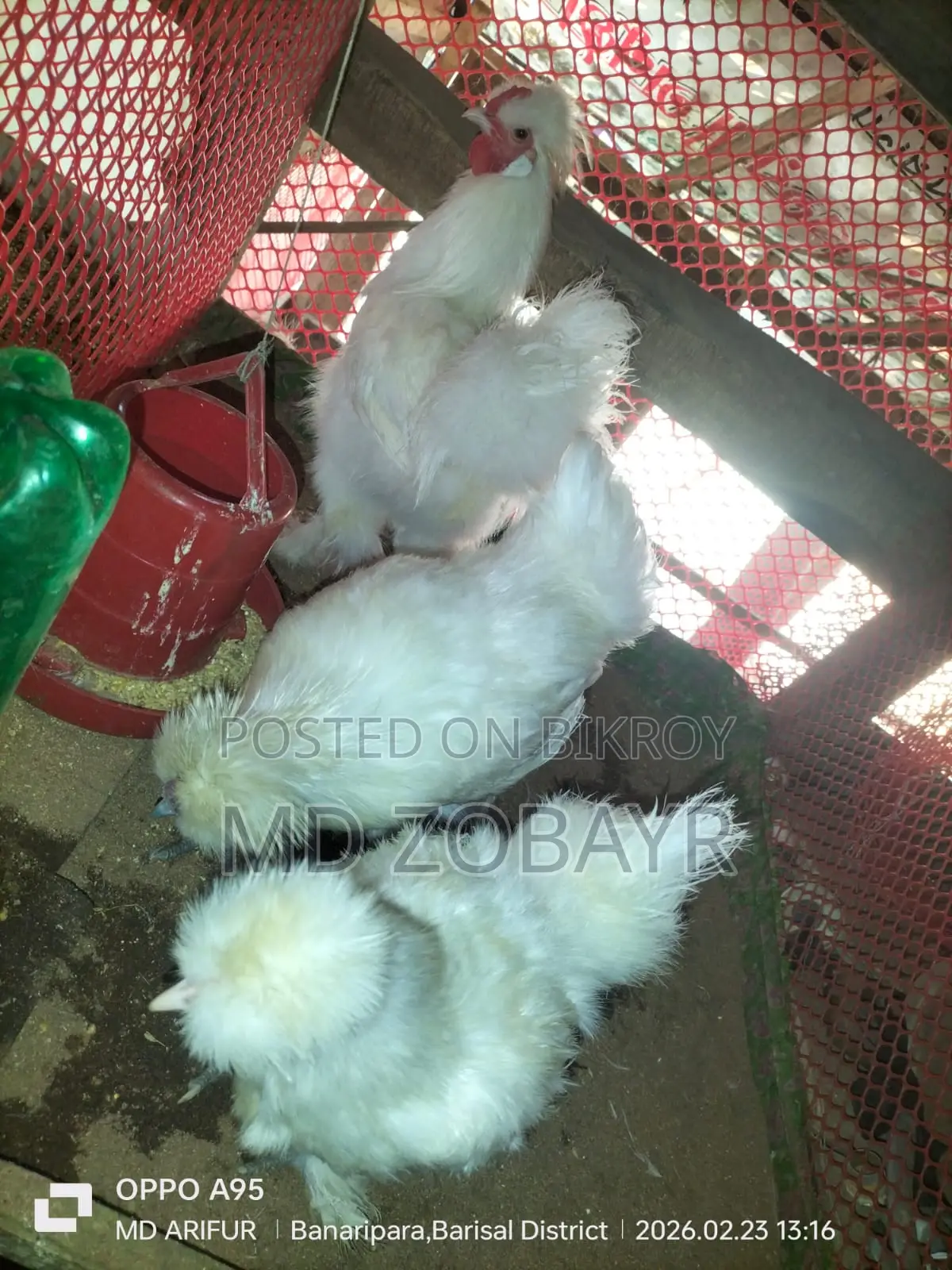 Egg-laying Silkie Chicken
