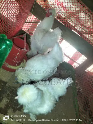 Egg-laying Silkie Chicken