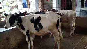 ৯৯০ নং ৪ টি বকনা বিক্রয় হবে।