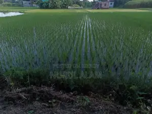 সাফ কবলায় মালিক, নিষ্কণ্টক জমি।