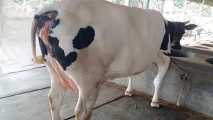 ৯৮৬নং গাভী কিনুন ভালো জাতের।