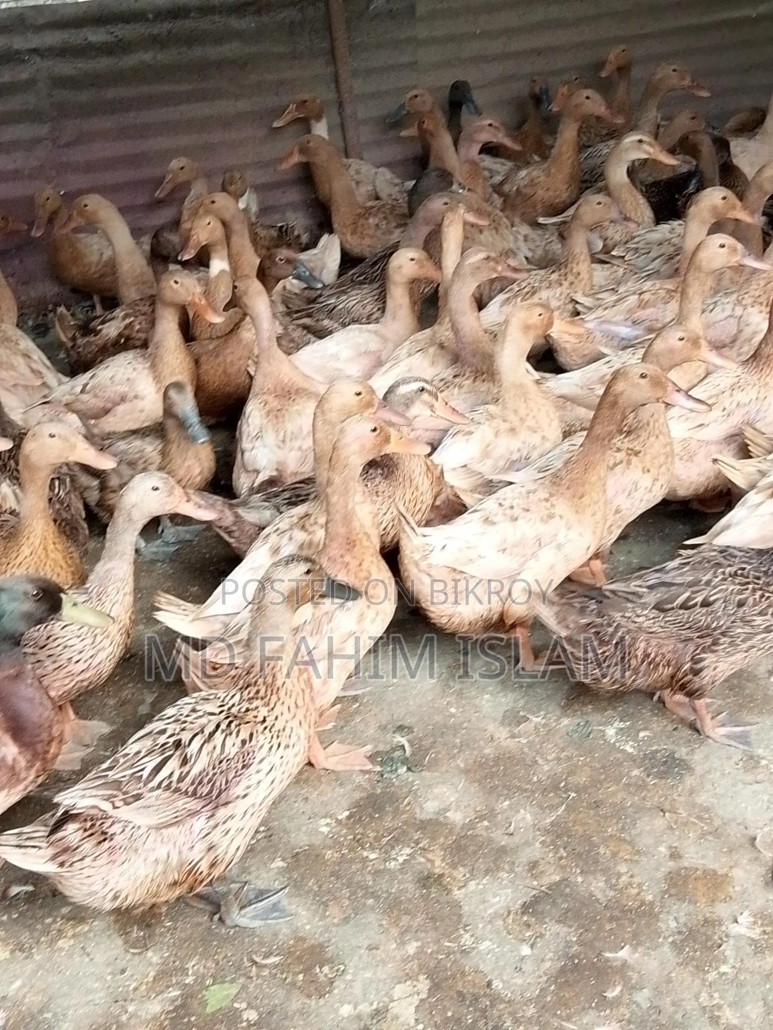 High-Quality Ducks