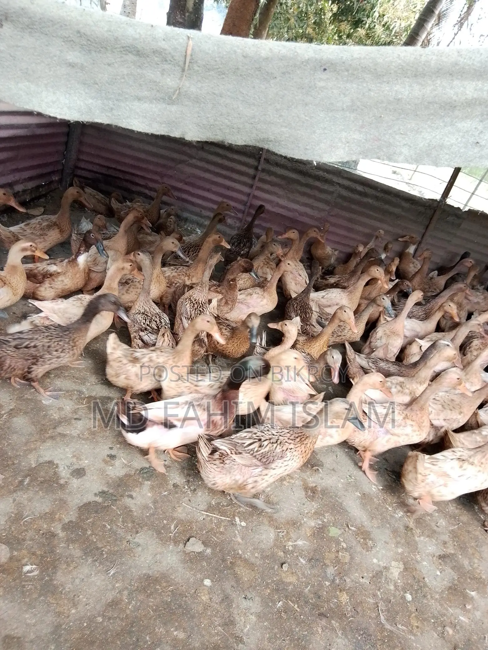 High-Quality Ducks