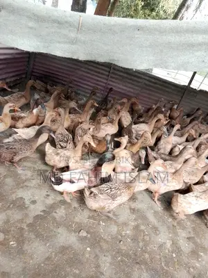 High-Quality Ducks