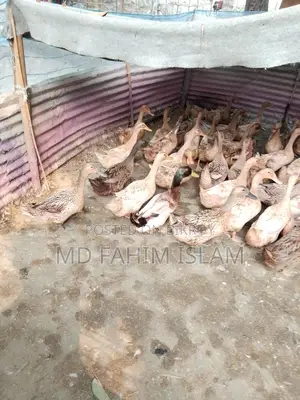 হাঁস গুলো অনেক ভালো,