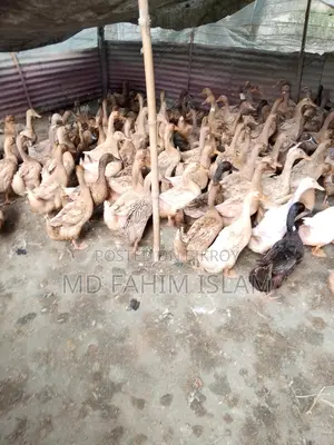 High-Quality Ducks