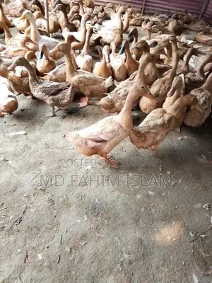 High-Quality Ducks
