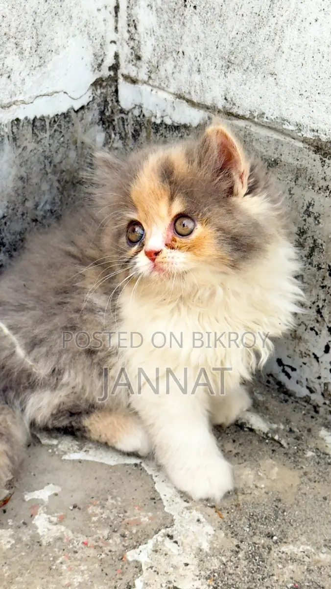 Persian Dilute Tabby Calico Kitten