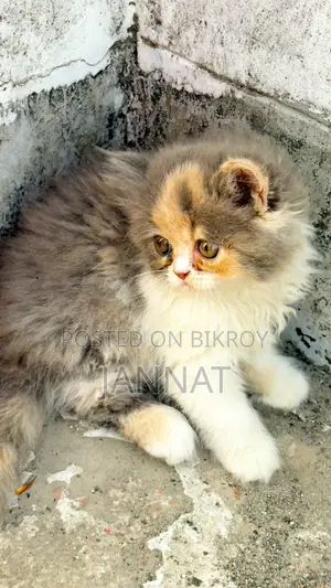 Persian Dilute Tabby Calico Kitten