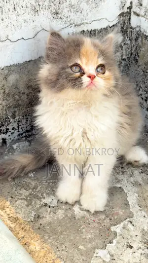 Persian Dilute Tabby Calico Kitten