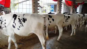 ৯৮৯ নং ৬ টি বকনা বাছুর অল্প দামে কিনুন।