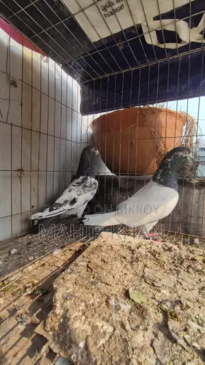 কবুতর রানিং জোড়া