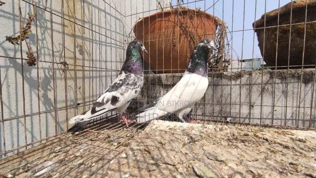 কবুতর রানিং জোড়া
