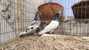 কবুতর রানিং জোড়া