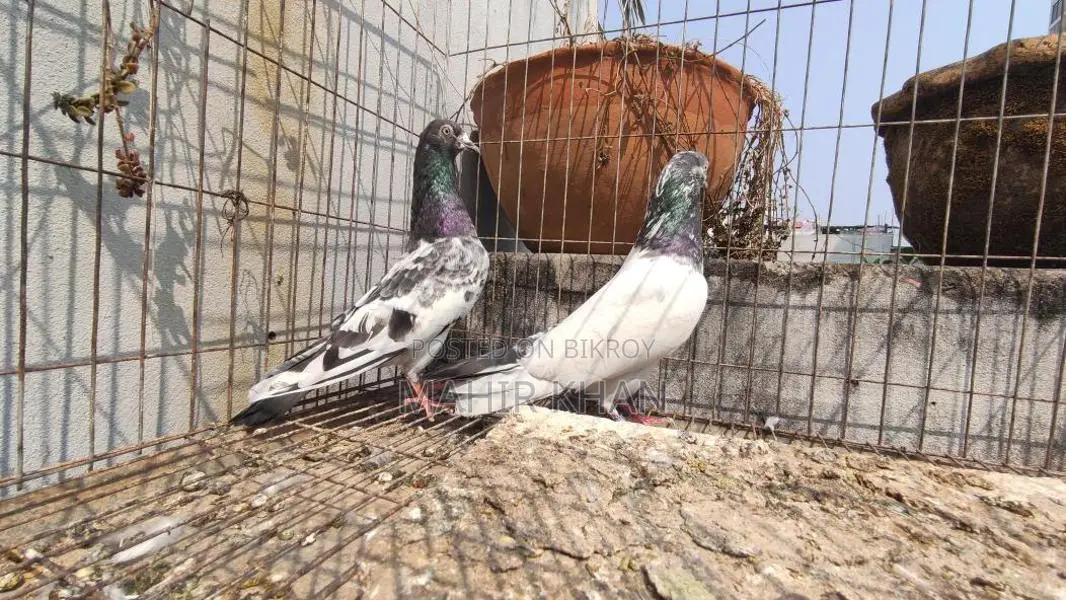 কবুতর রানিং জোড়া
