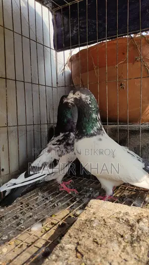 কবুতর রানিং জোড়া