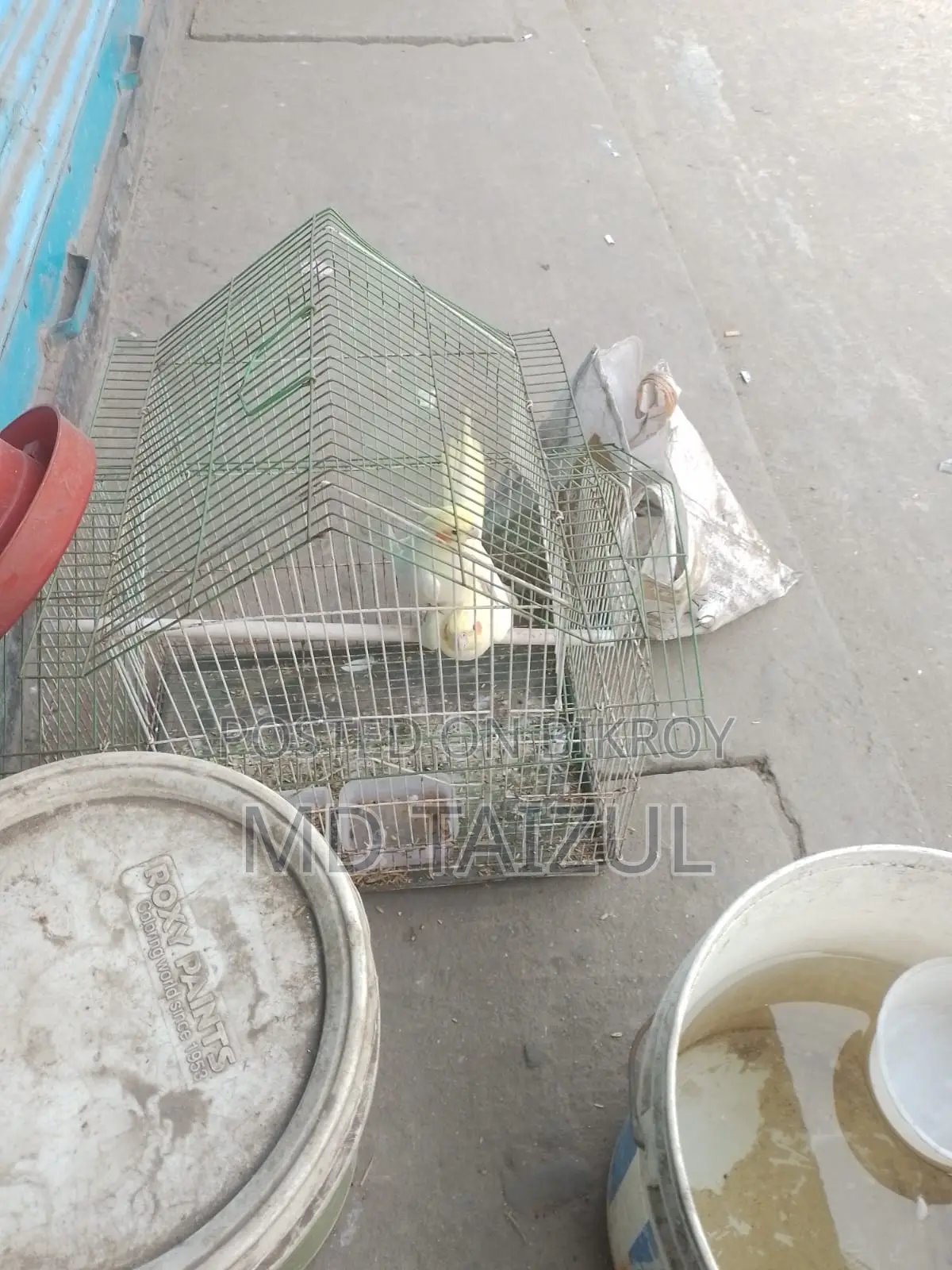 Lutino Cockatiel Bird for Sale (Running)