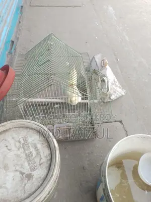 Lutino Cockatiel Bird for Sale (Running)