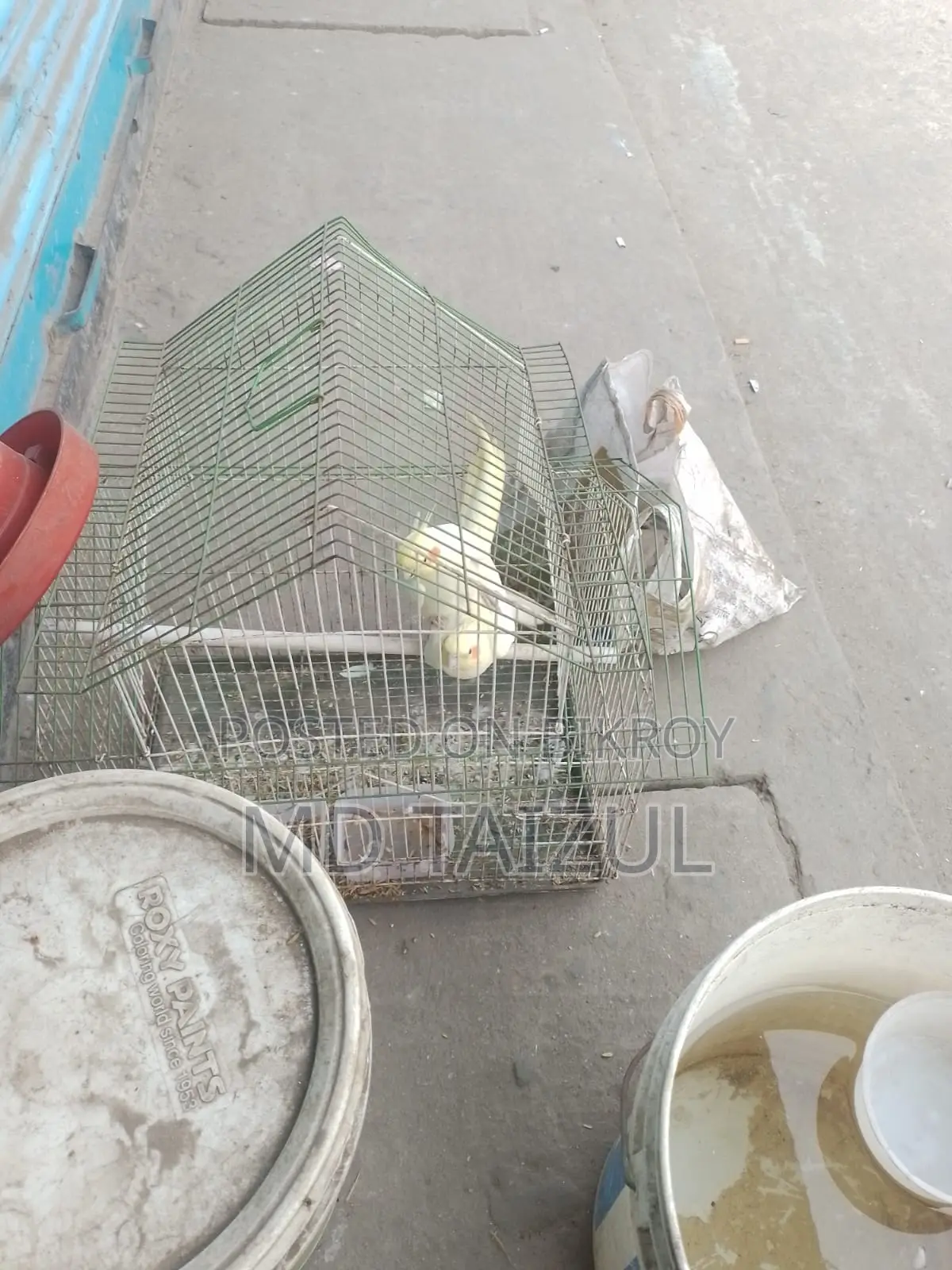 Lutino Cockatiel Bird for Sale (Running)