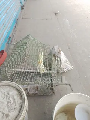 Lutino Cockatiel Bird for Sale (Running)