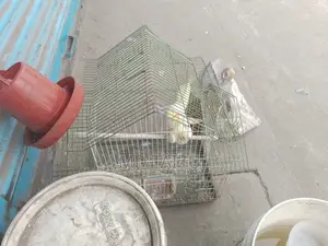 Lutino Cockatiel Bird for Sale (Running)
