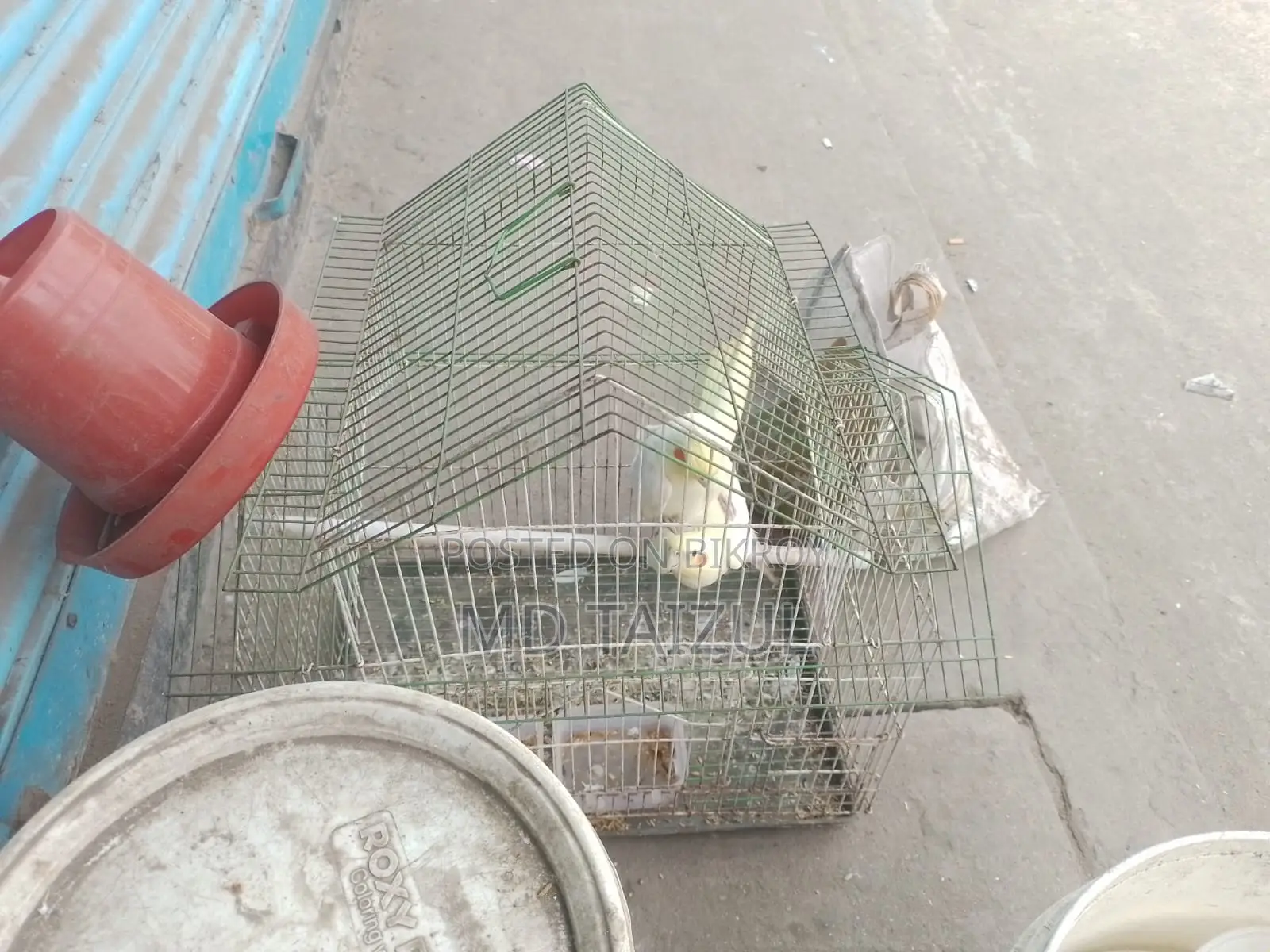 Lutino Cockatiel Bird for Sale (Running)