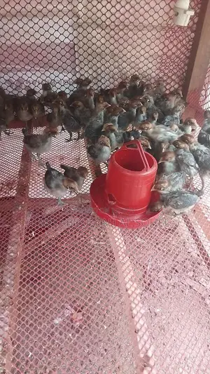 অরজিনাল মিশরীয় ফাউমি মুরগির বাচ্চা