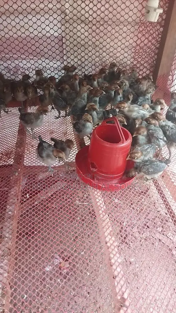 অরজিনাল মিশরীয় ফাউমি মুরগির বাচ্চা
