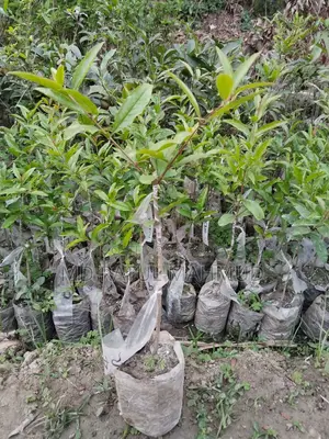 আনার গাছ