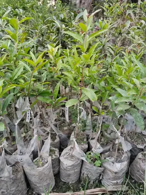 Pomegranate Tree
