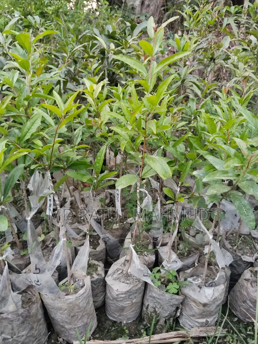 Pomegranate Tree