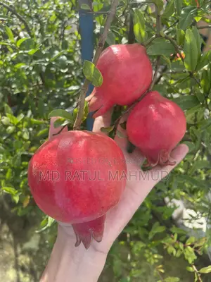 Pomegranate Tree