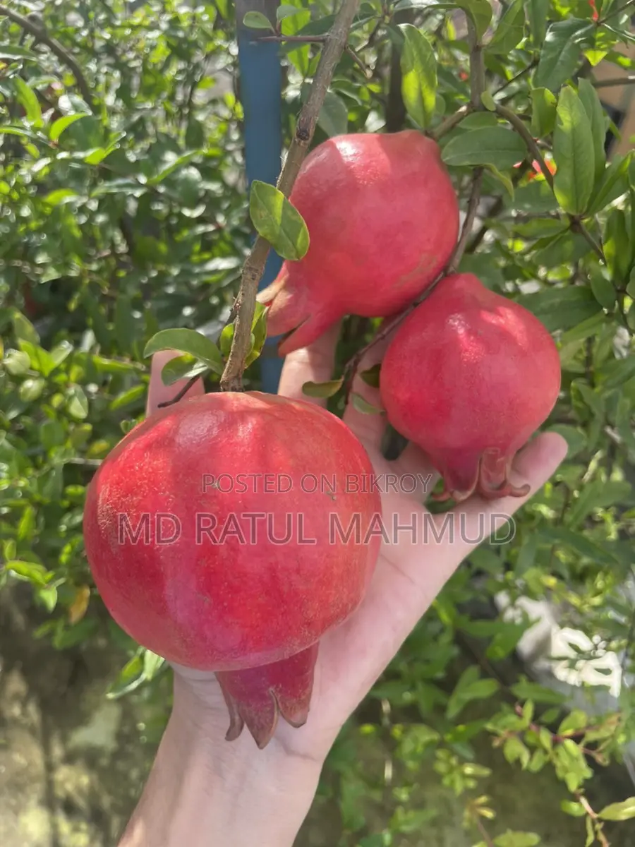 Pomegranate Tree