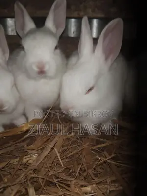 Rabbit for Sale