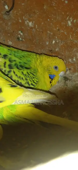 ডিম বাচ্চা সহকার বাজিগর পাখির