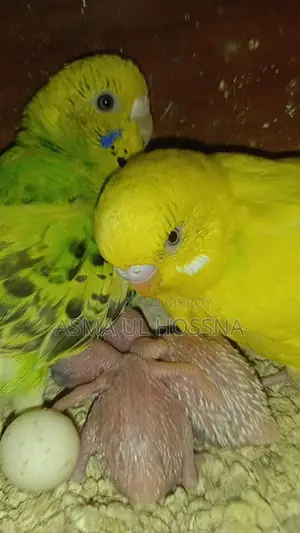 ডিম বাচ্চা সহকার বাজিগর পাখির