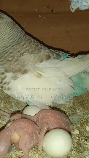 ডিম বাচ্চা সহকার বাজিগর পাখির