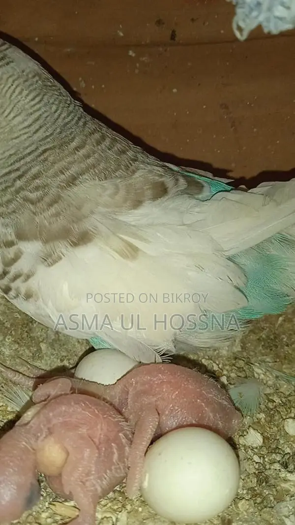 ডিম বাচ্চা সহকার বাজিগর পাখির