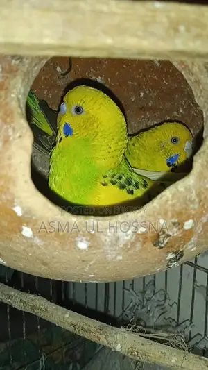 ডিম বাচ্চা সহকার বাজিগর পাখির