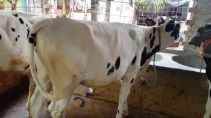 ৯৬৩ নং নিঃসন্ধেহে বকনা বাছুর কিনুন পোষার জন্য ।