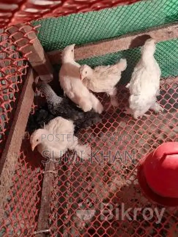 কাগারনাথ মোরগ বিক্রি করা হবে
